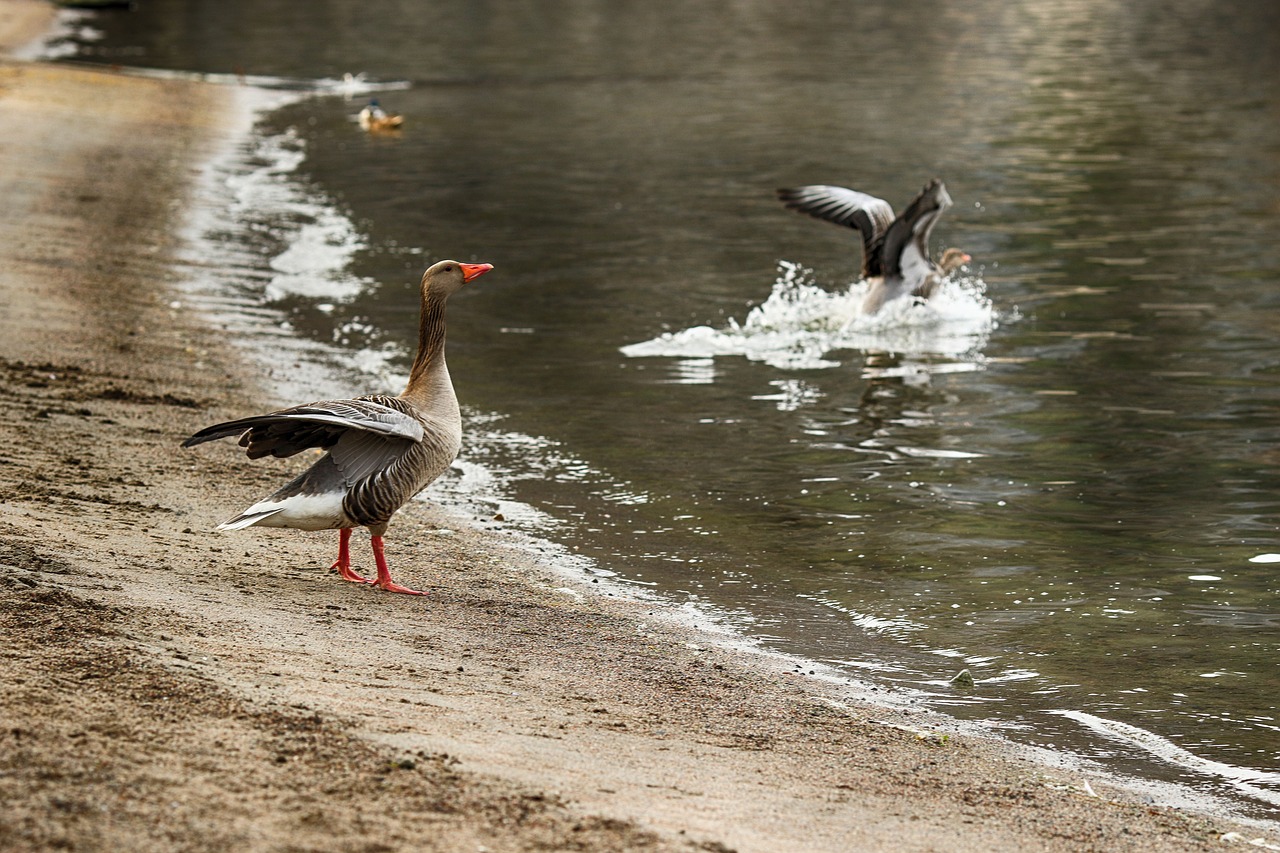 geese  sea  nature free photo