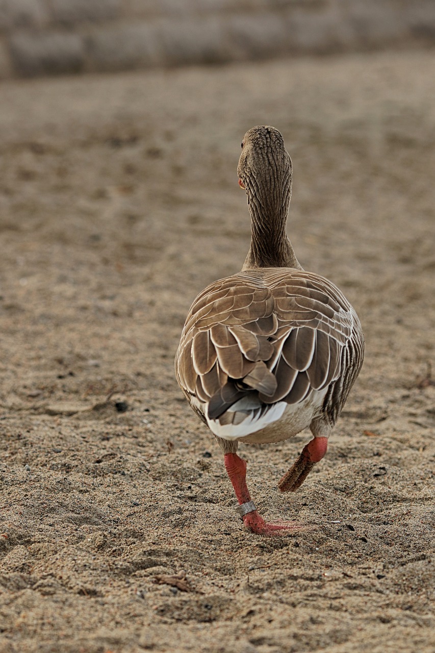 geese  bird  animal free photo