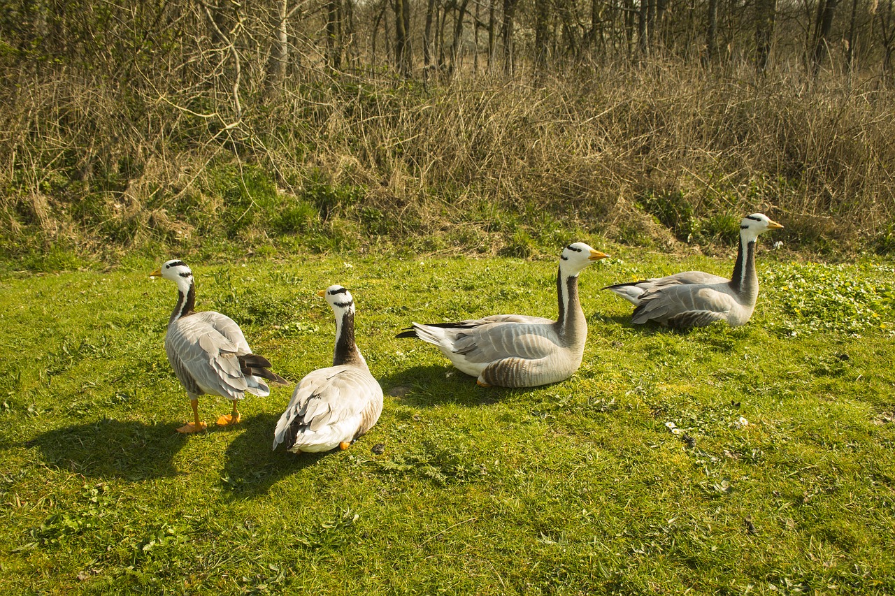 geese  bird world  sea free photo