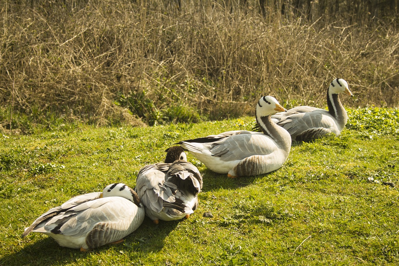 geese  nature  wild geese free photo
