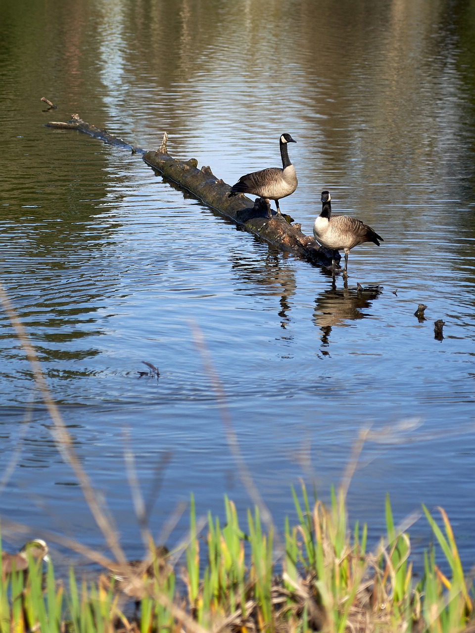 geese  canadian  nature free photo