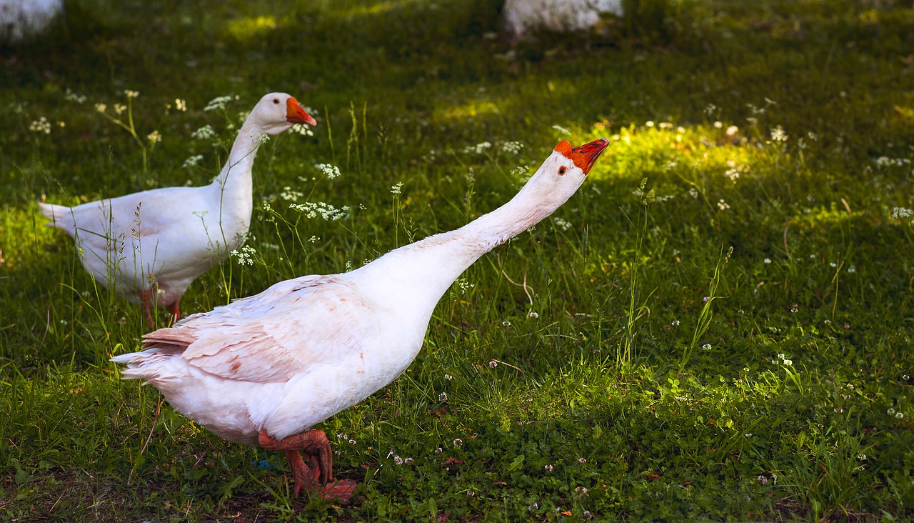 geese  birds  goose free photo