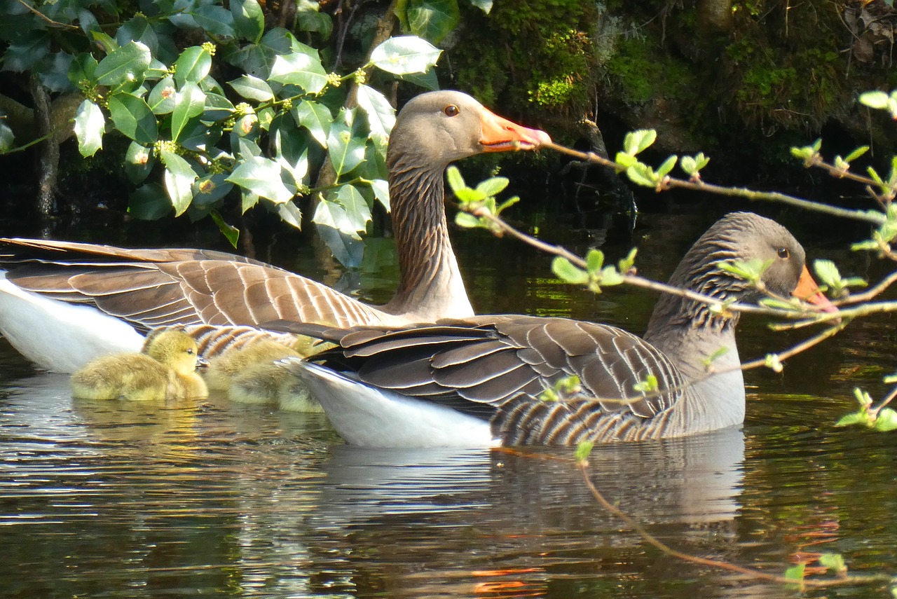 geese  chicks  spring free photo