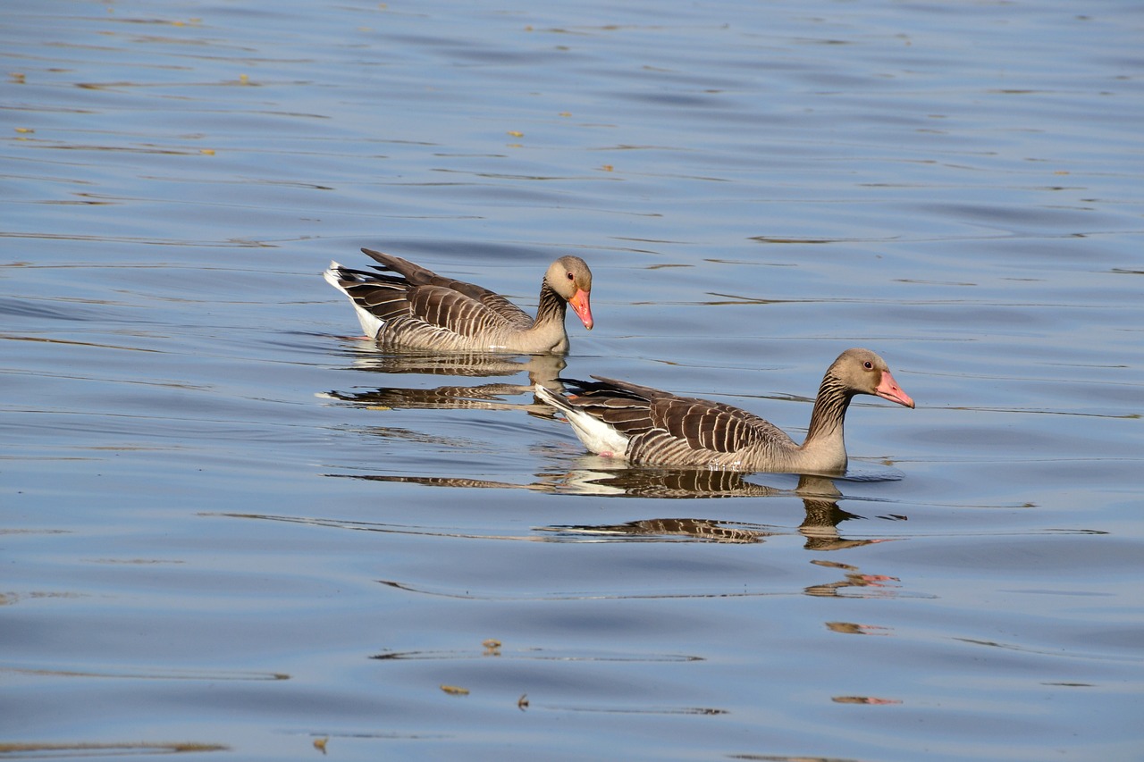 geese  birds  water free photo