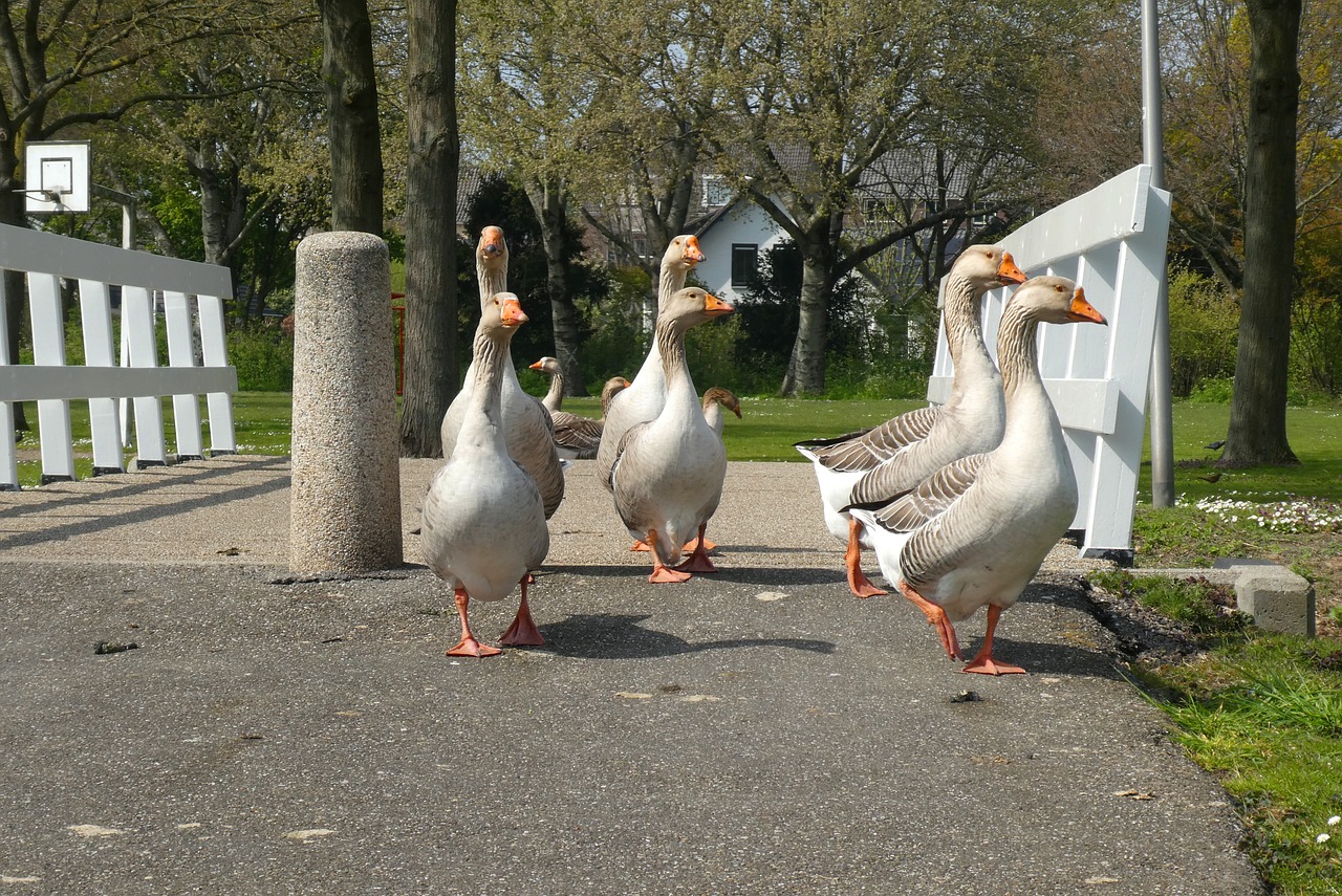 geese  bridge  ganzenmars free photo