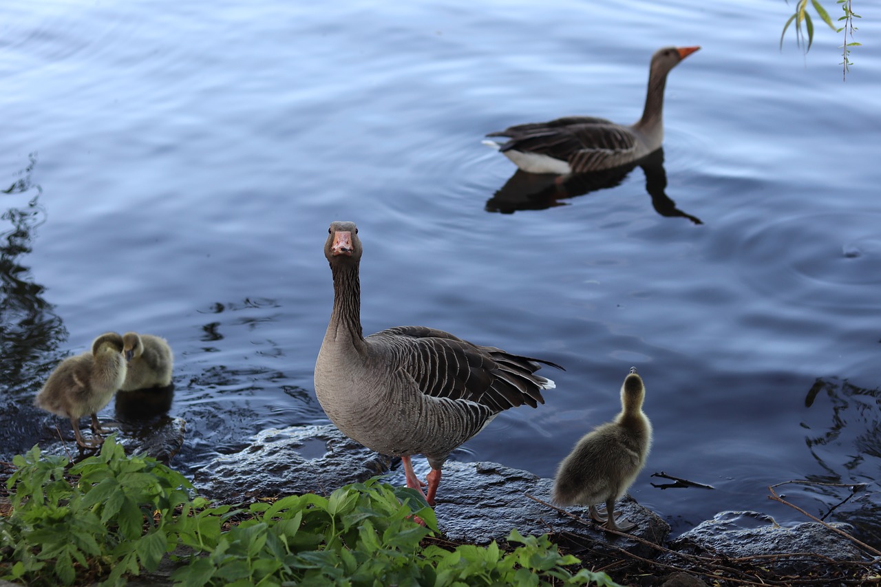 geese  gray geese  geese family free photo