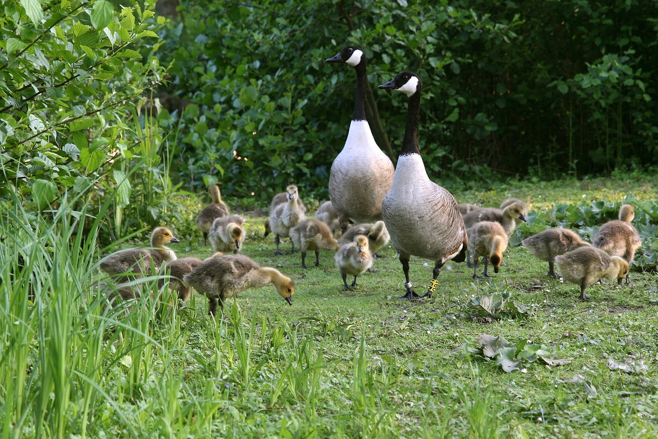 geese  canada geese  chicks free photo