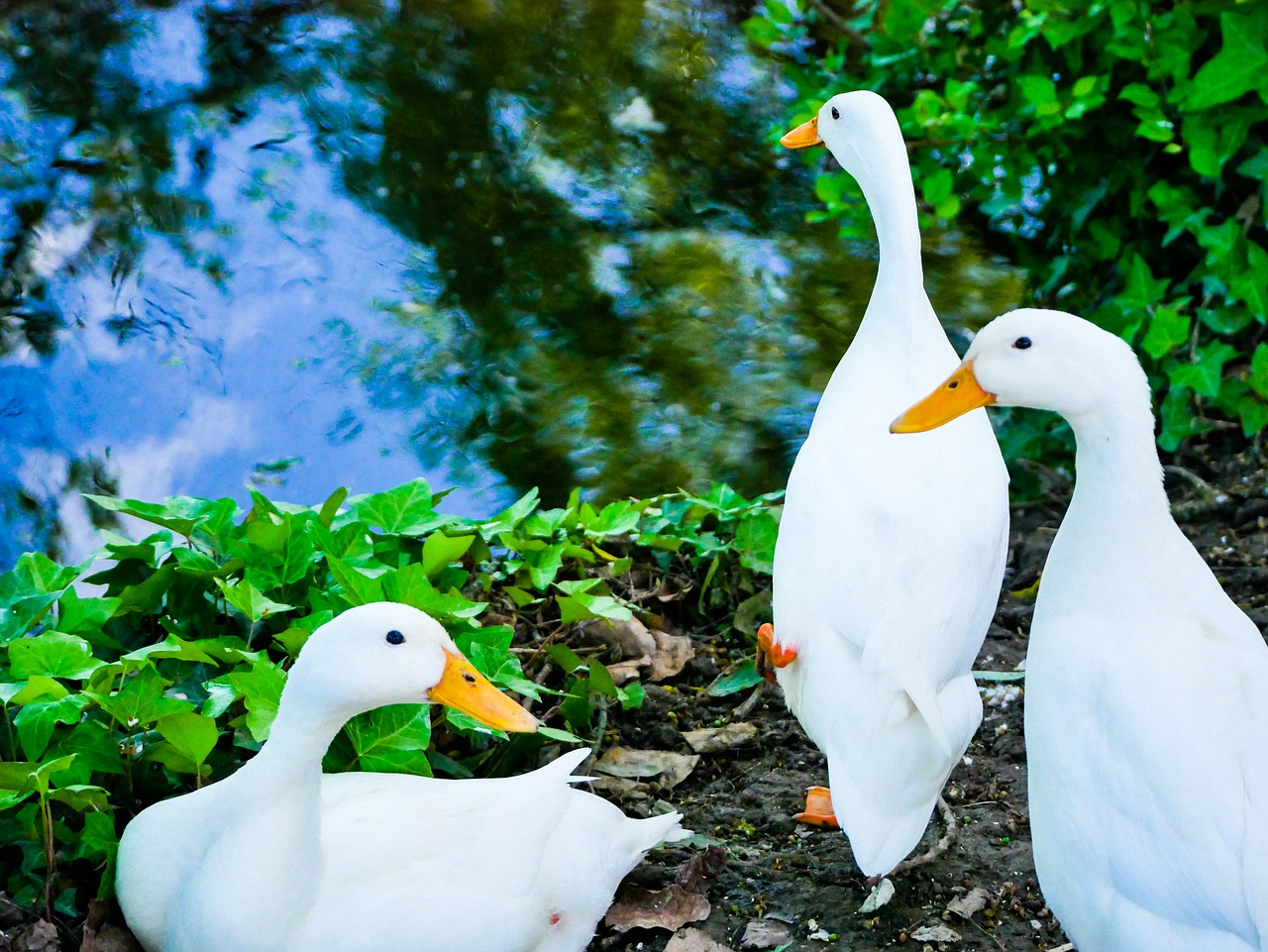 geese  nature  mare free photo