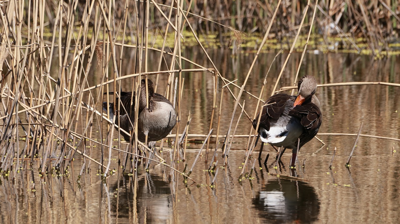 geese  spring  nature free photo