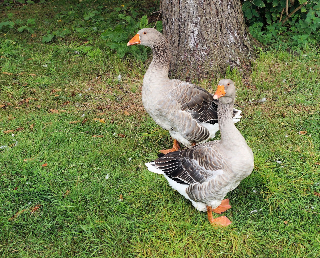 geese pomeranian geese rügener goose free photo