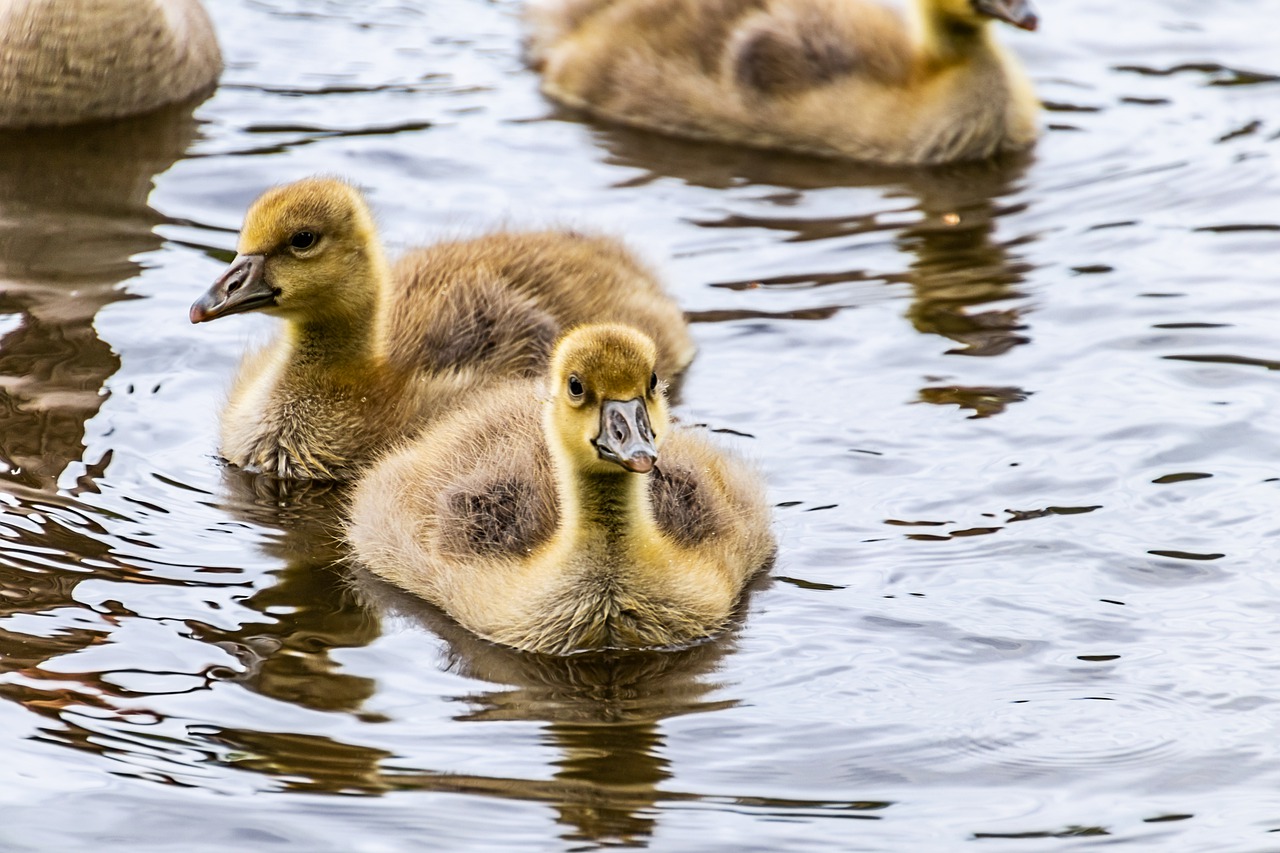 geese  chicks  baby animal free photo