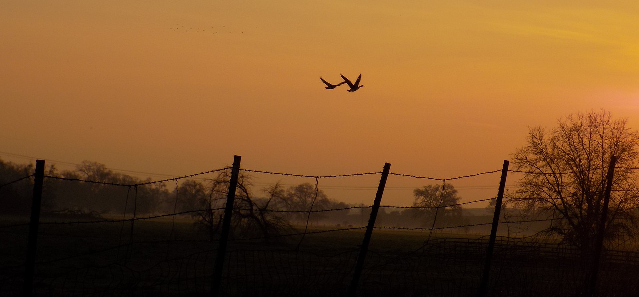 geese  sunset  flight free photo