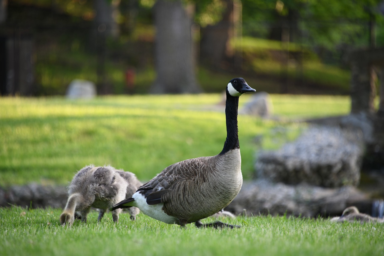 geese  gosling  gaggle free photo