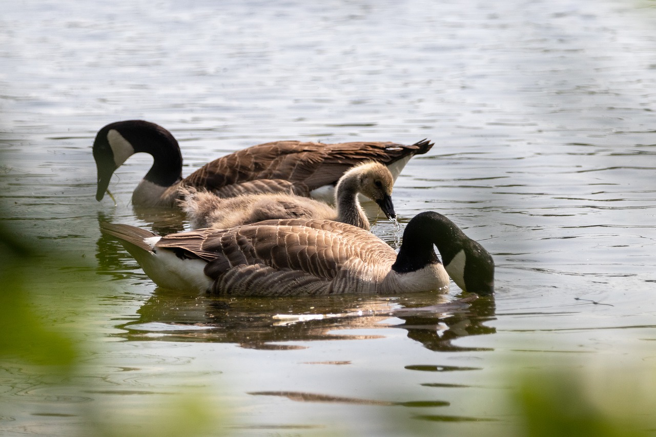 geese  canada geese  nature free photo