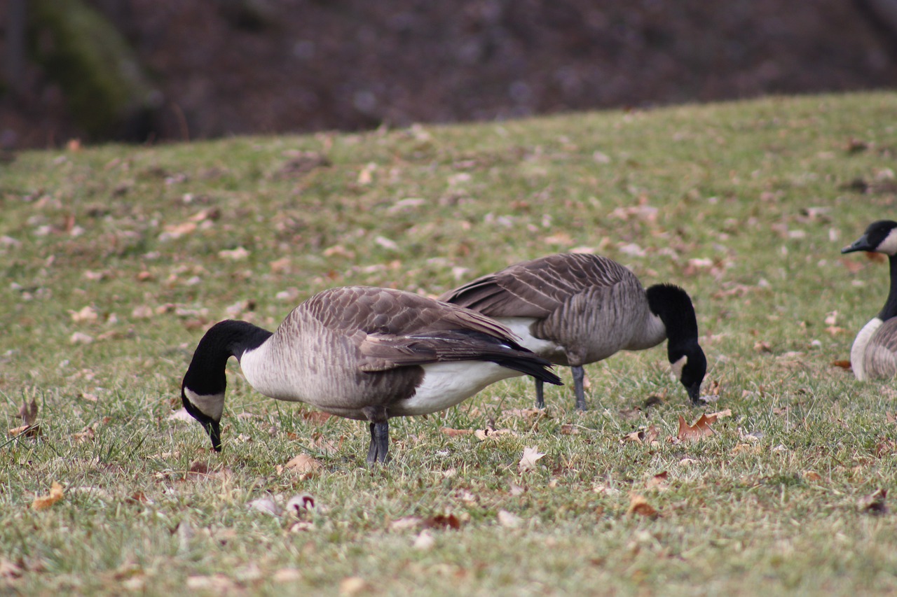 geese  nature  birds free photo