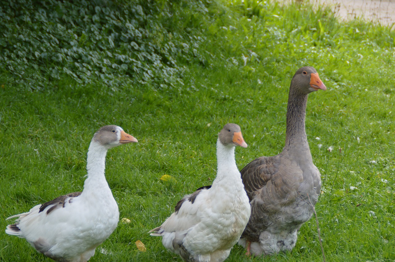 geese poultry bird free photo