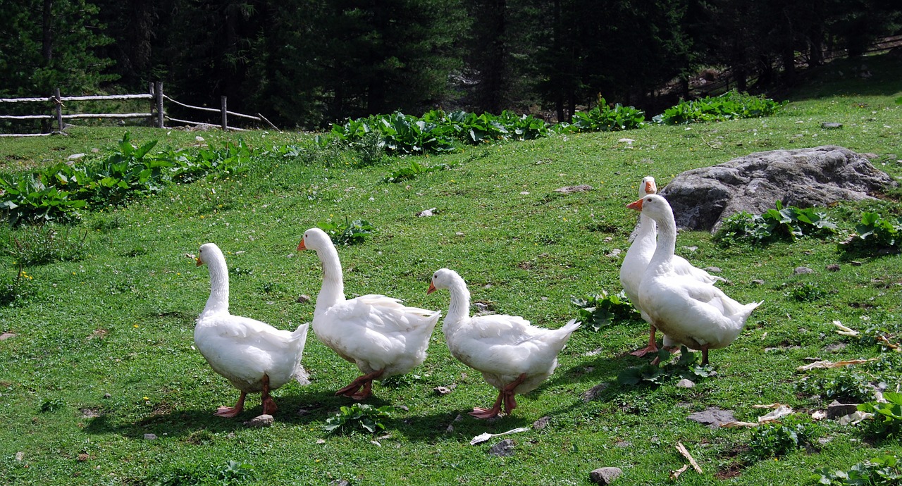 geese white prato free photo