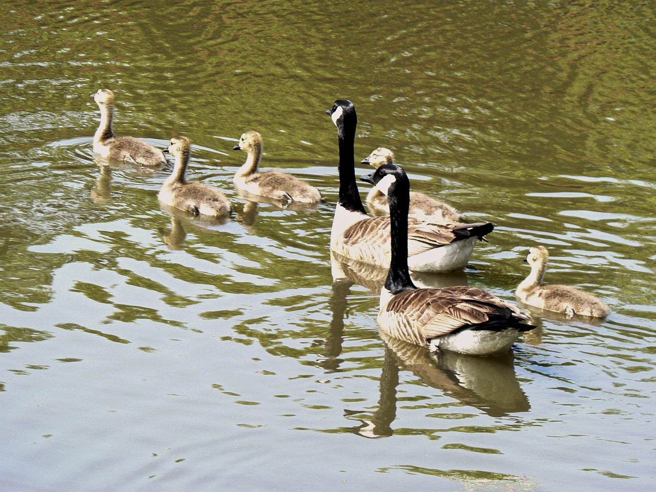 geese young cute free photo