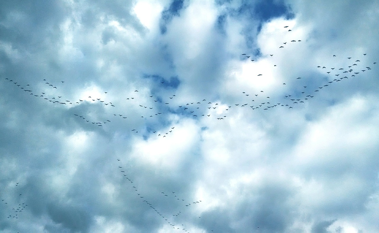 geese sky flock free photo