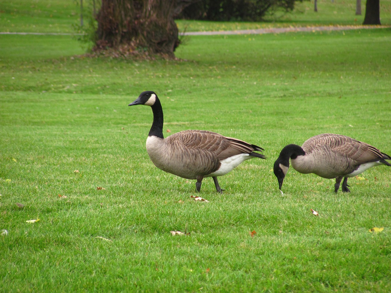 geese birds nature free photo