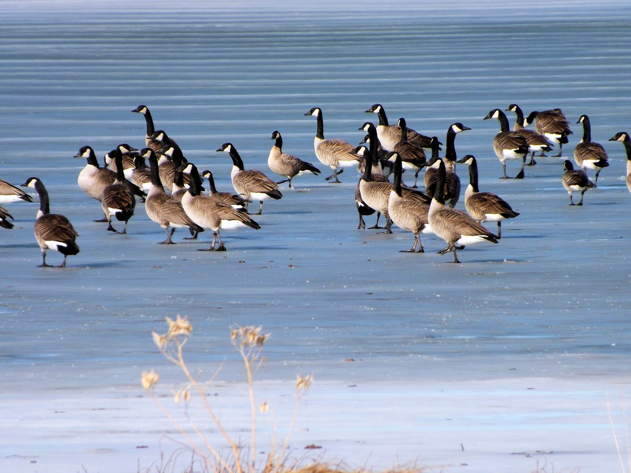 geese ice lake free photo