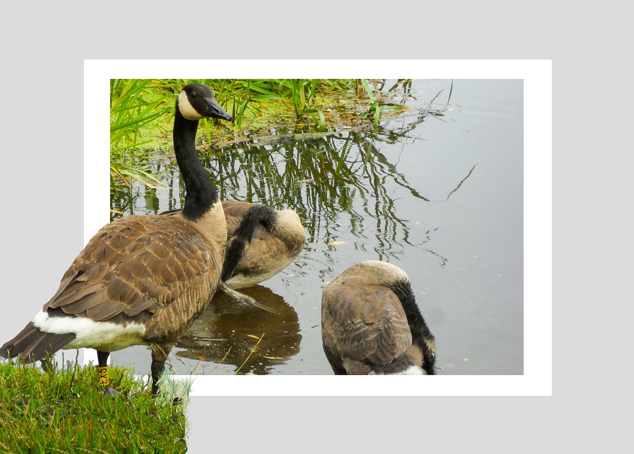 geese pond poultry free photo