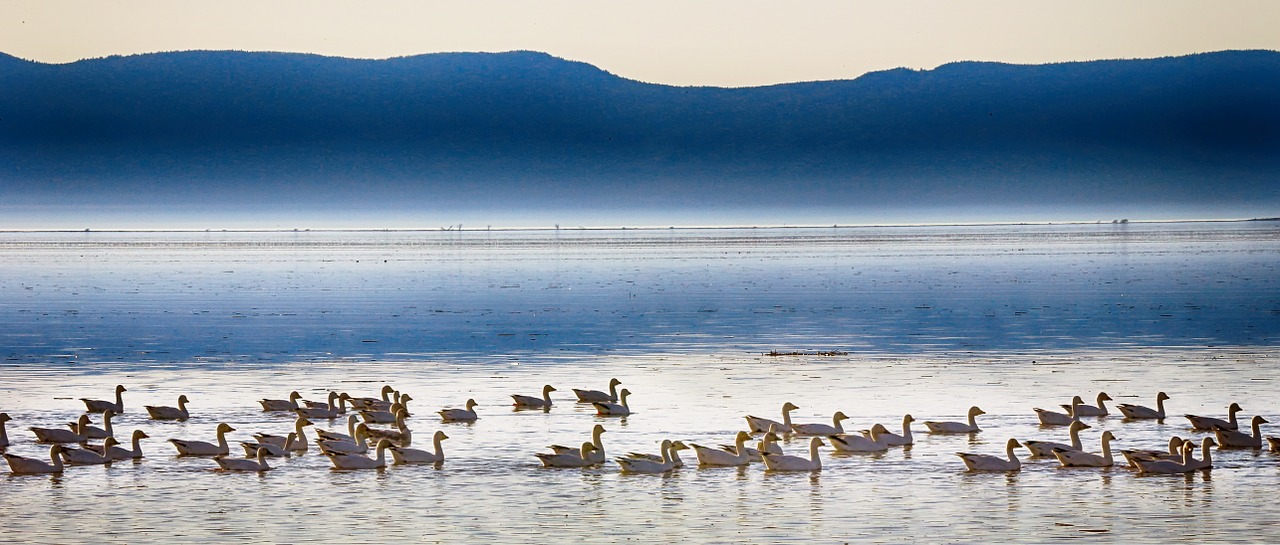 geese horizon mist free photo