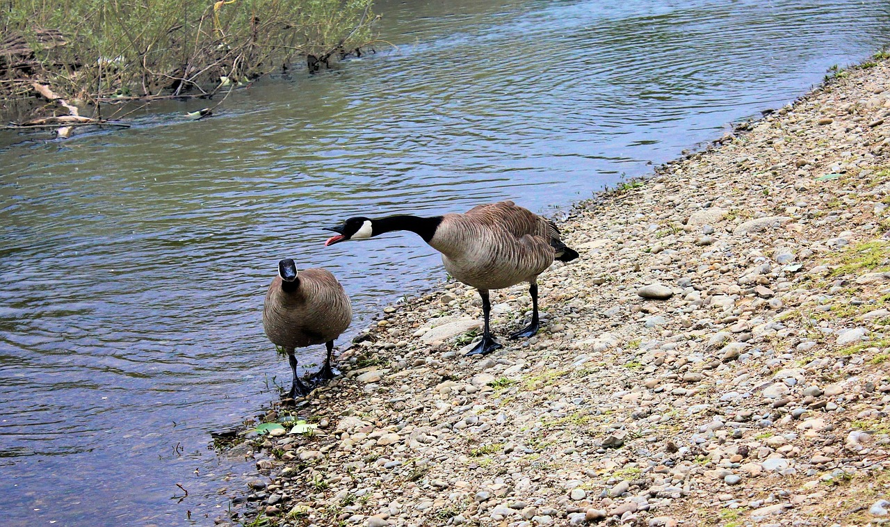 geese river nature free photo