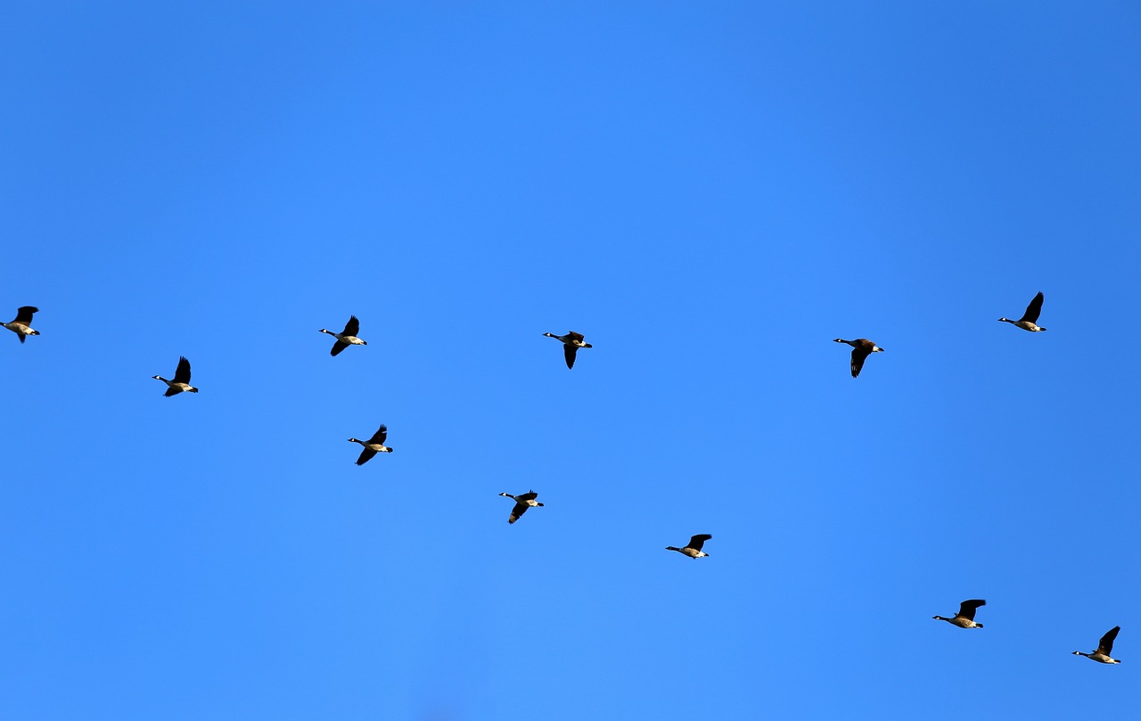 geese canada geese fly free photo