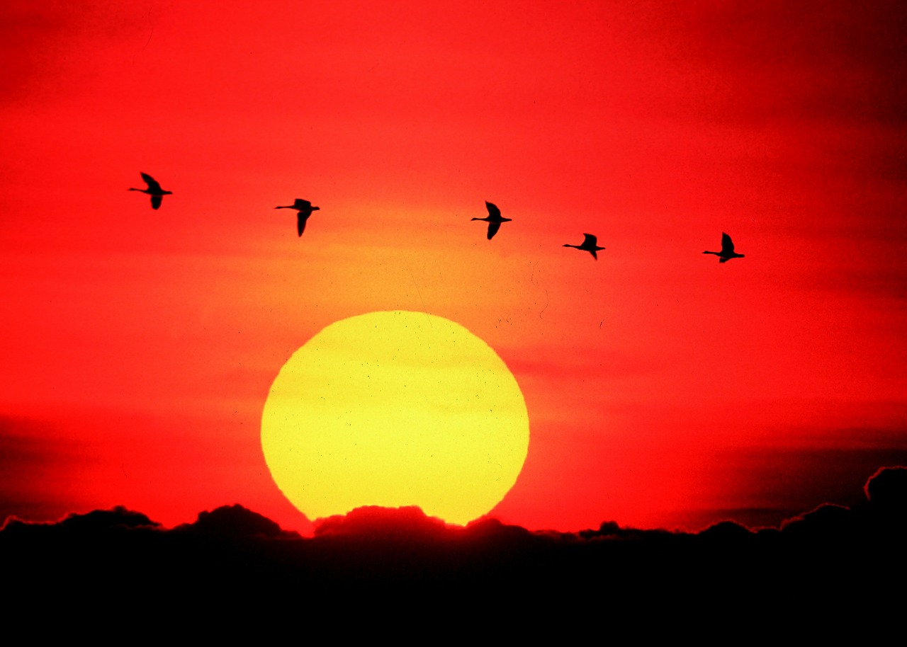 geese flying sunset free photo