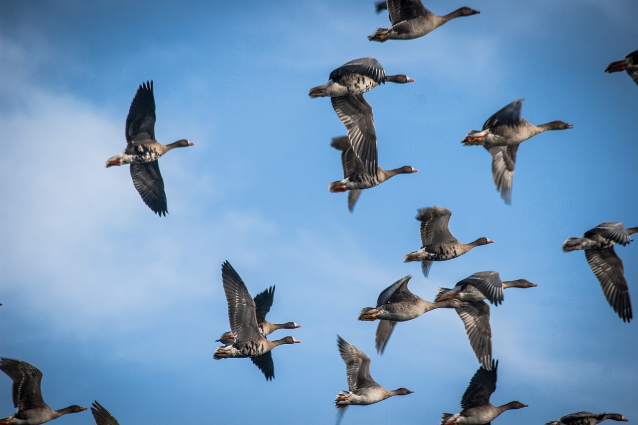 geese animals goose free photo