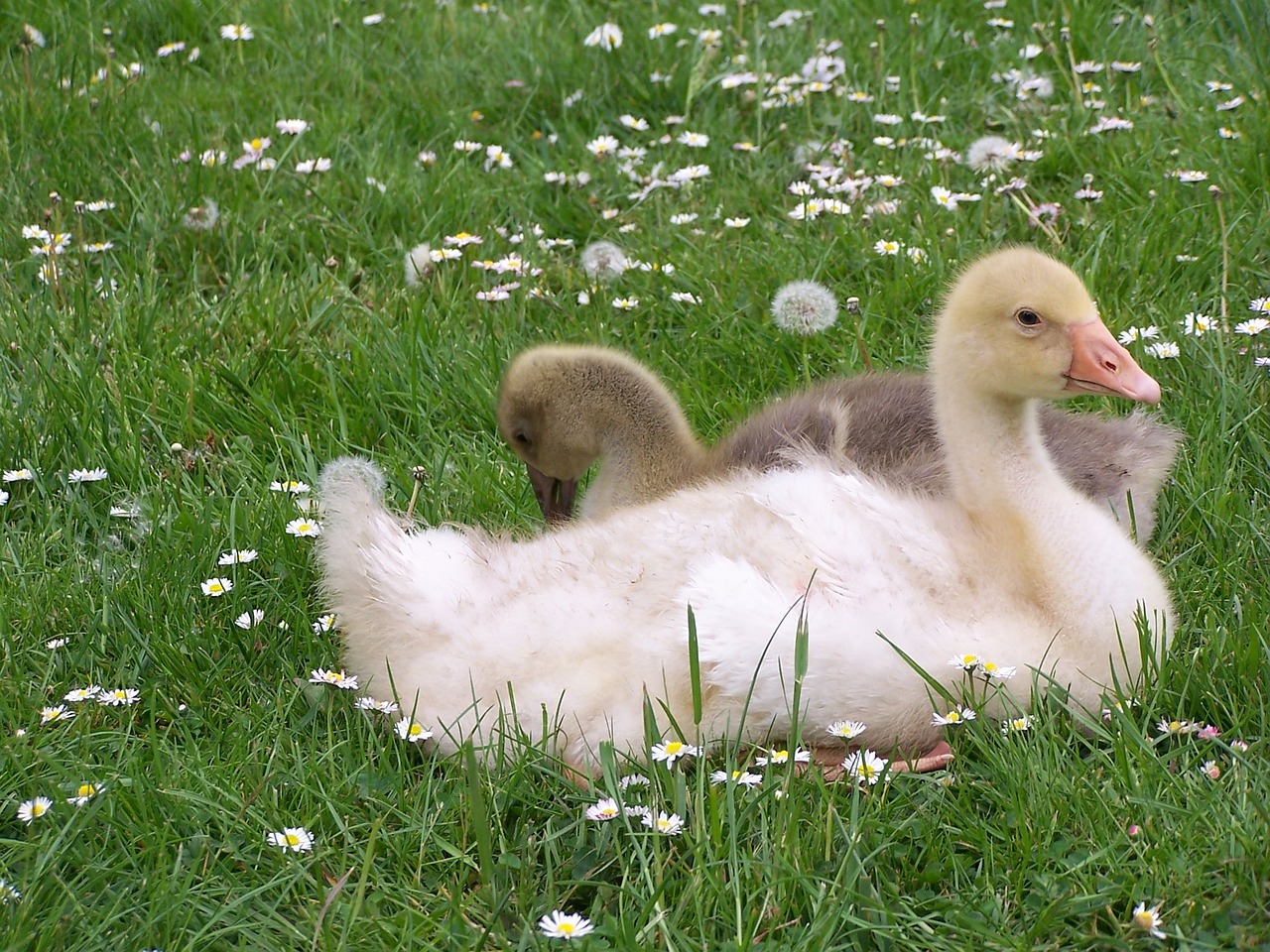 geese daisies meadow free photo