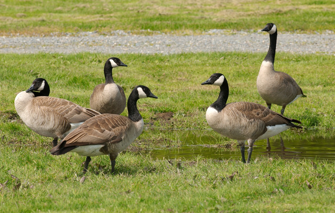 geese canadian wildlife free photo