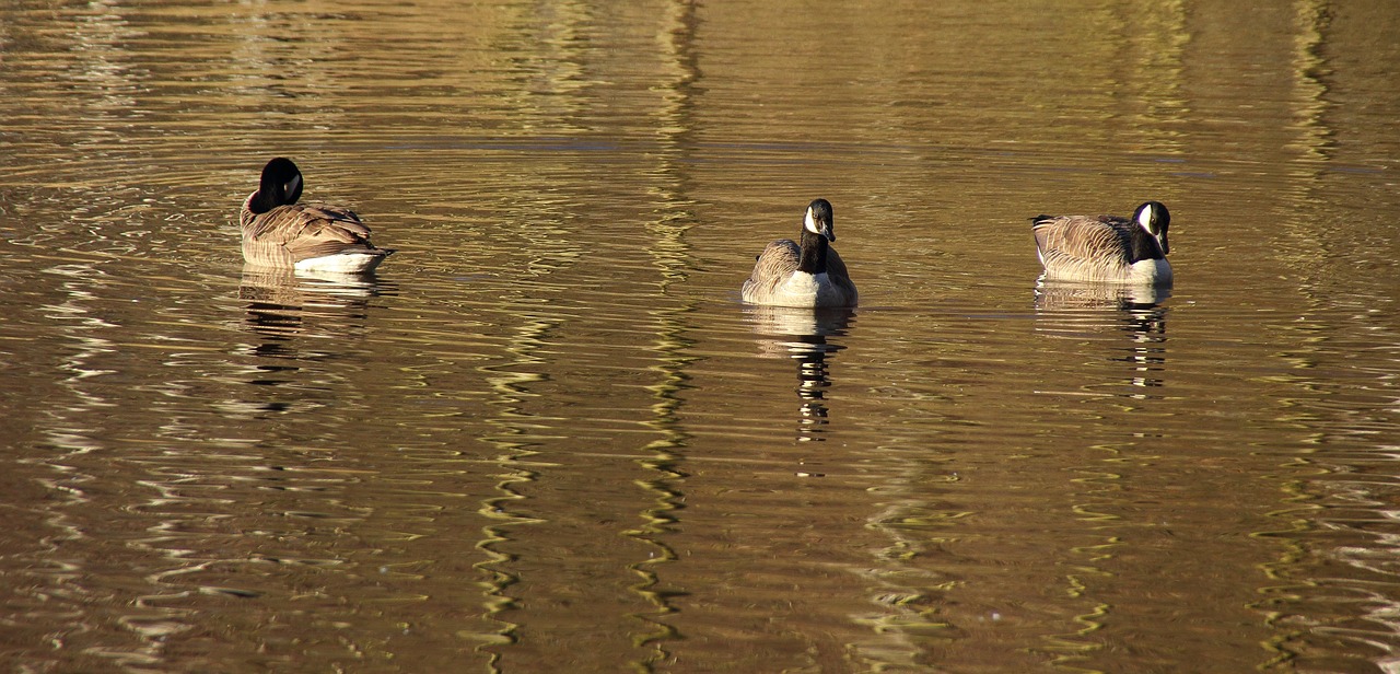 geese wild geese birds free photo