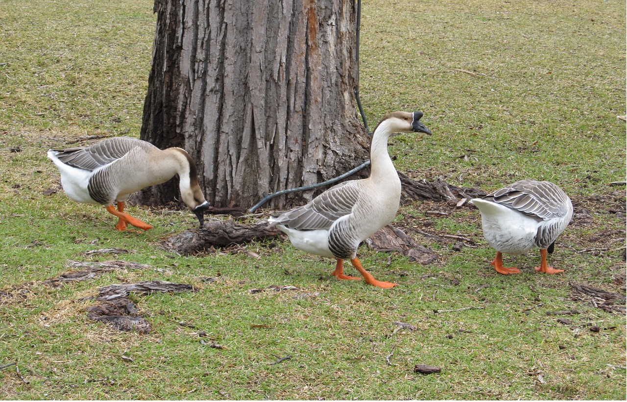 geese domestic swan eating free photo