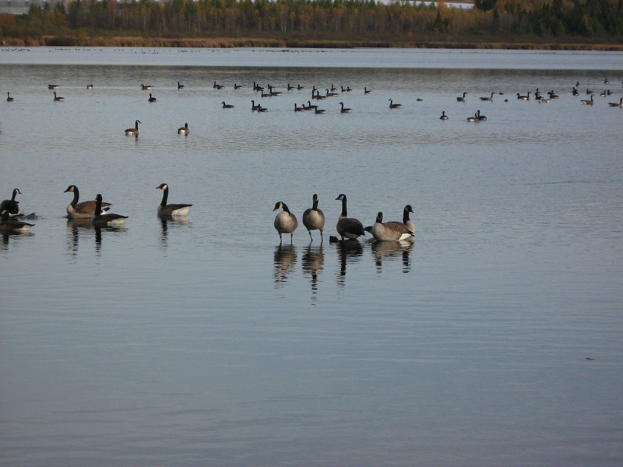 geese canada goose waterfowl free photo