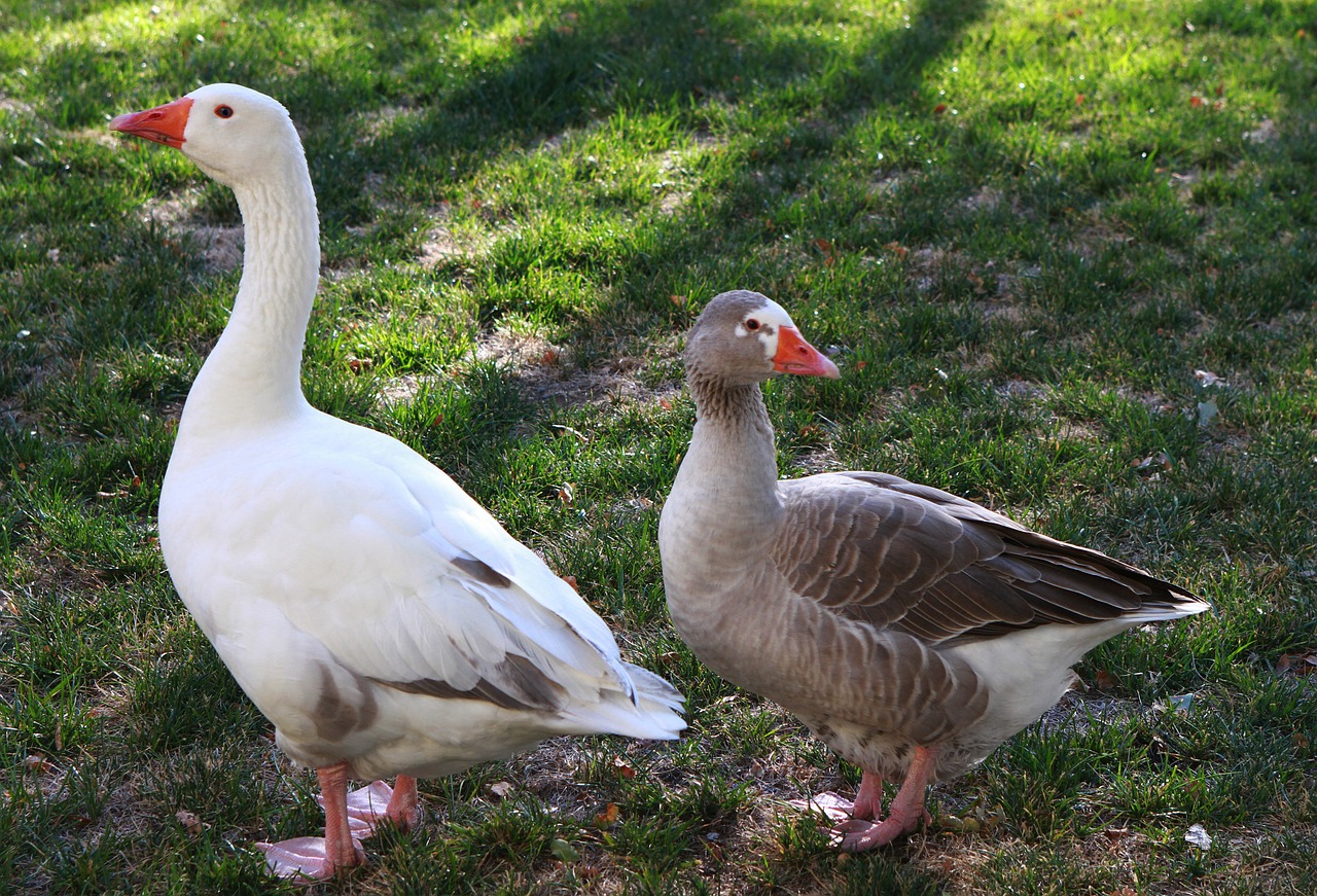 geese goose fowl free photo