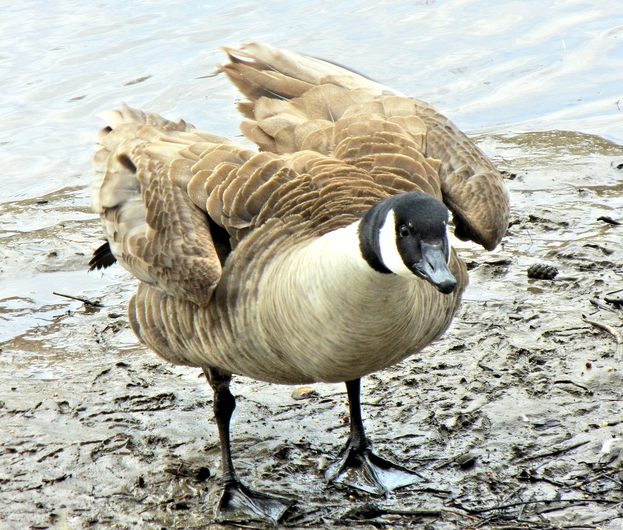 geese canada wild bird free photo