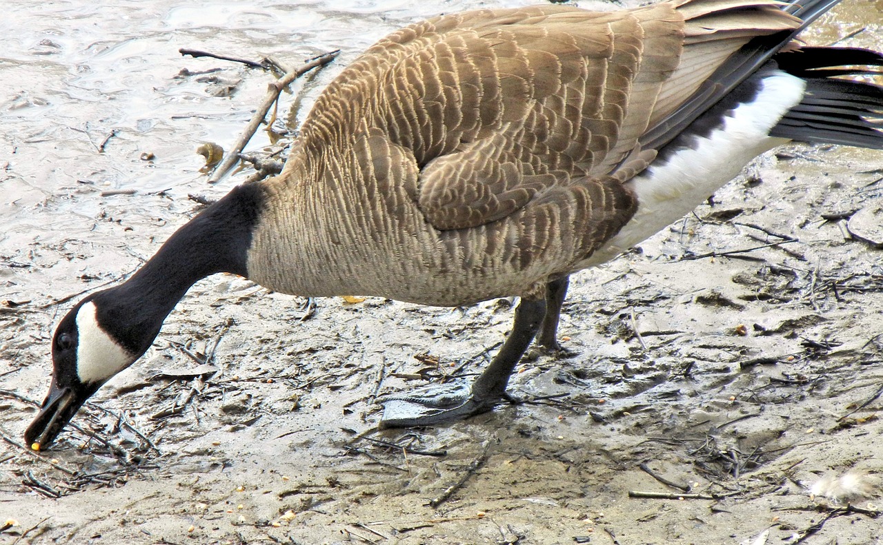 geese canada spring time free photo