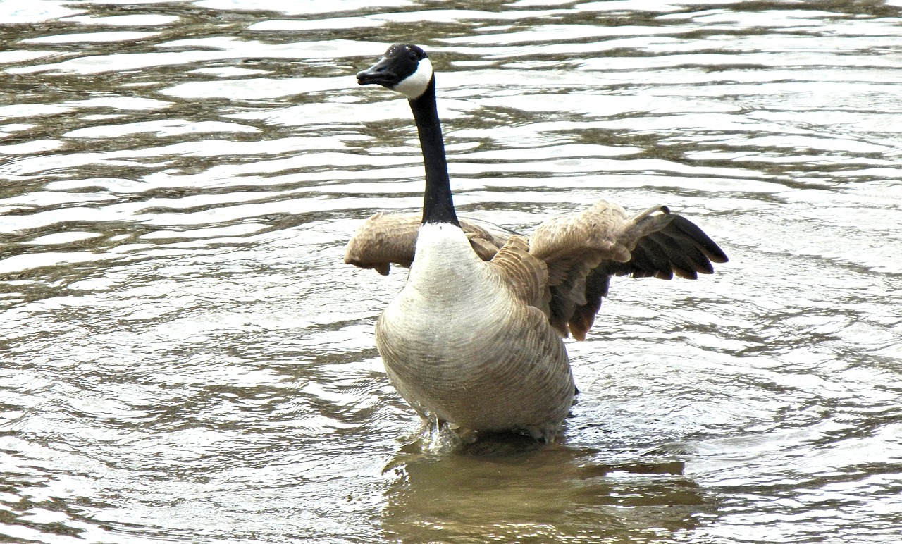 geese canada spring time free photo