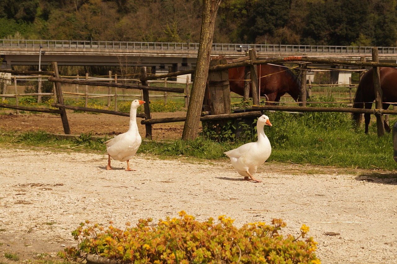 geese farm campaign free photo