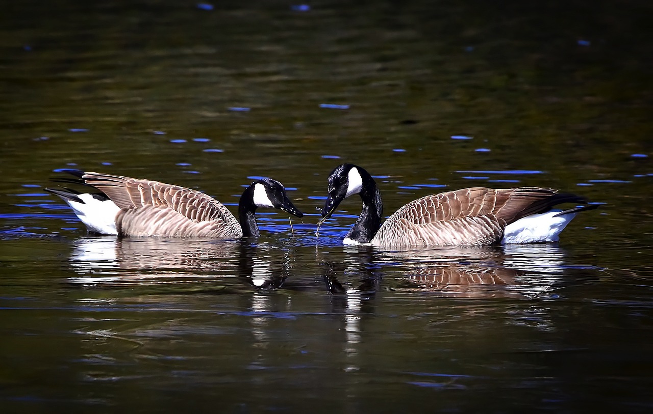 geese nature birds free photo