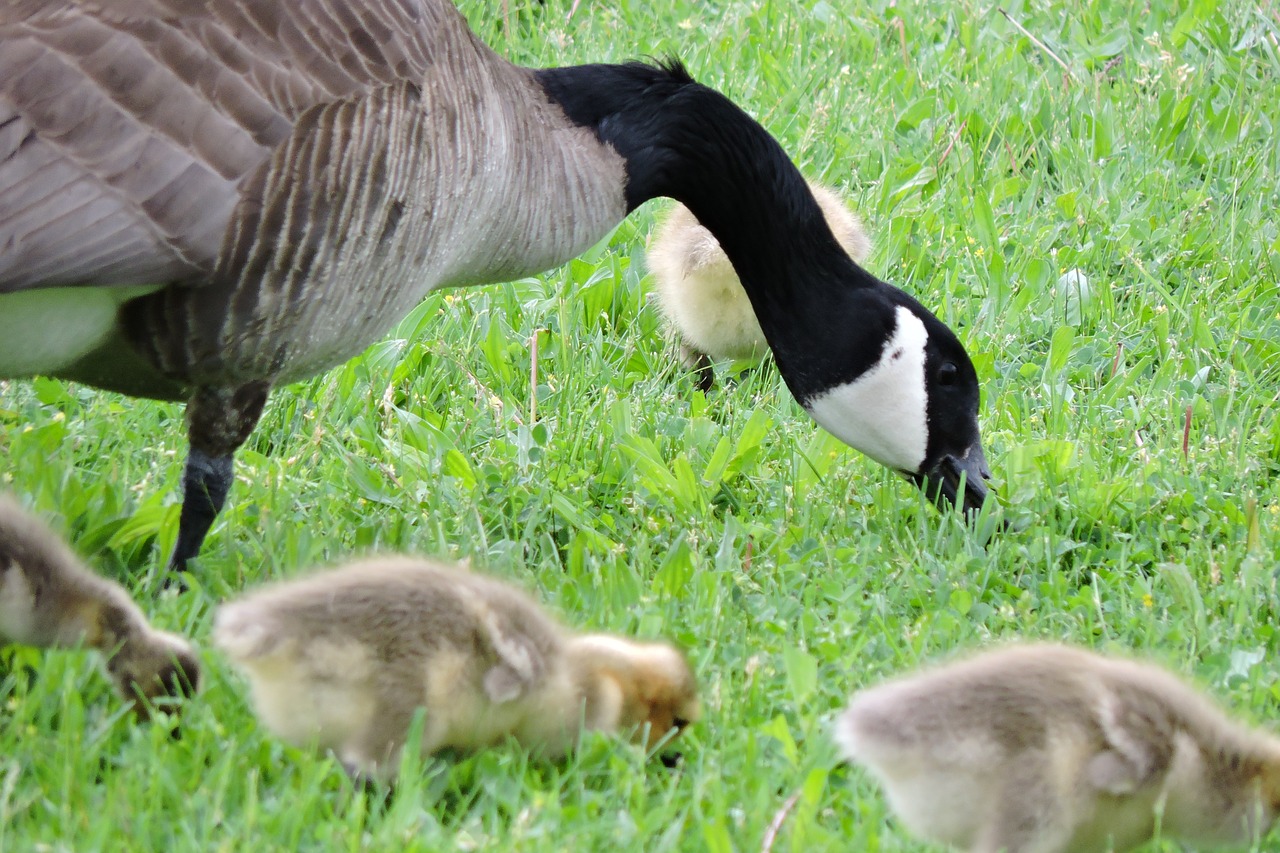 geese baby goose goose free photo