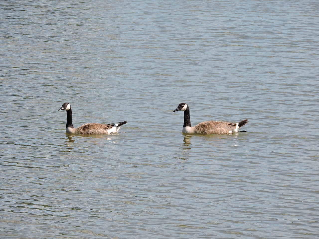 geese water bird free photo