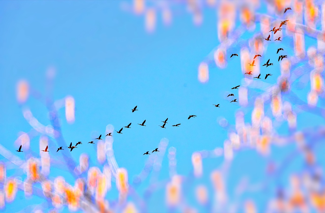 geese sailboat sky free photo