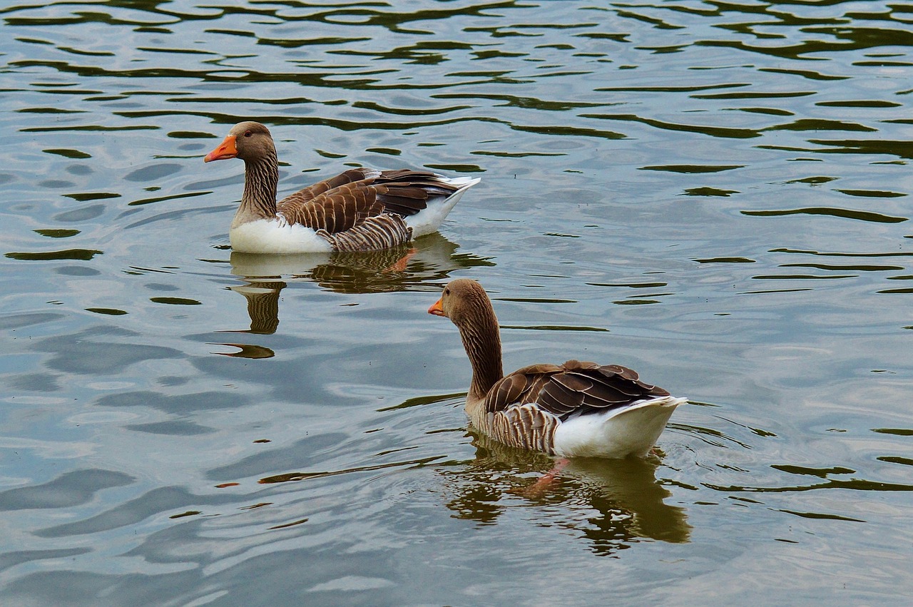 geese bird feather free photo