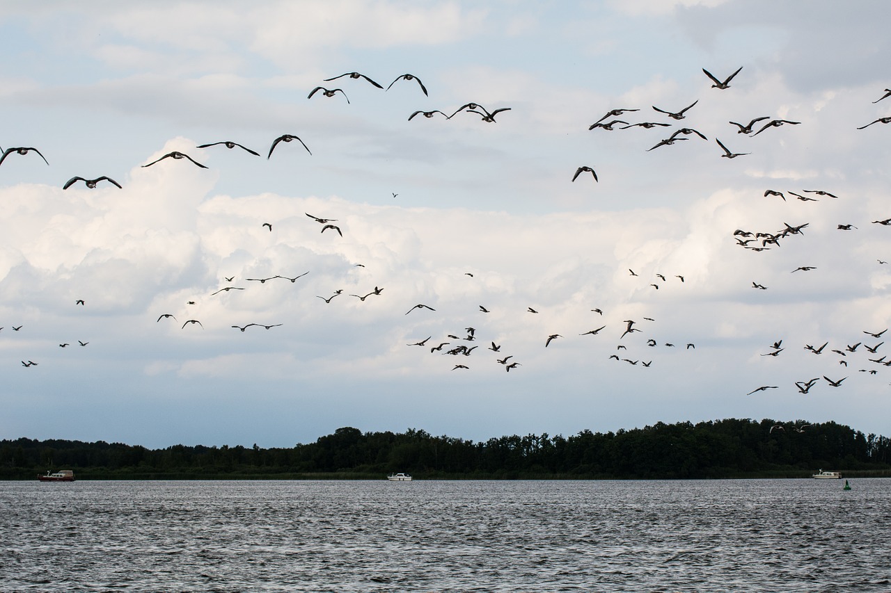 geese lake birds free photo