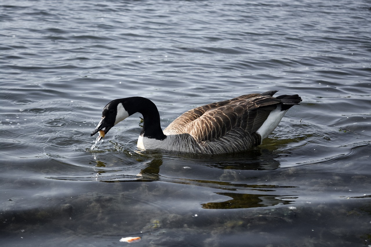 geese bird nature free photo