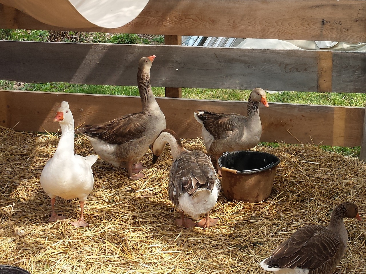 geese farm poultry free photo
