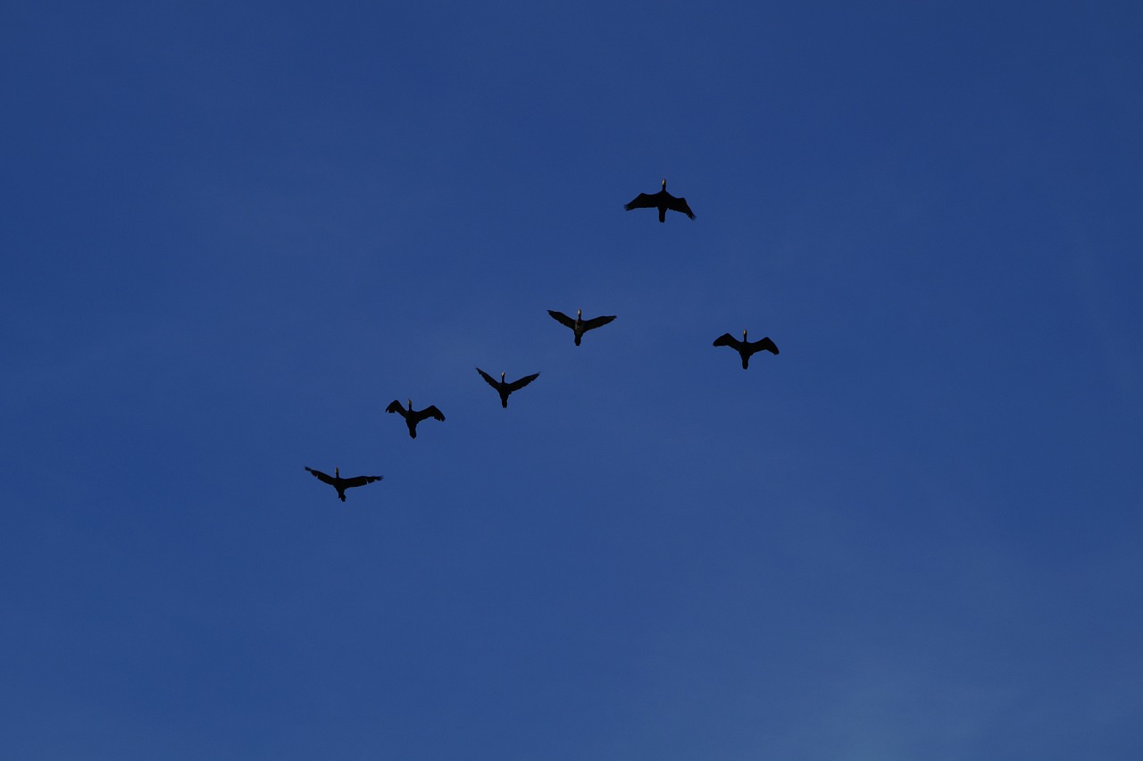 geese formation wild geese free photo